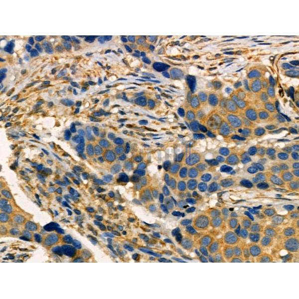 Phospho-MAP4K4 (Ser801) Antibody -AF3757