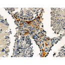 Phospho-ABCA1 (Ser2054) Antibody -AF3758