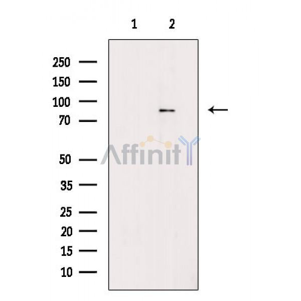 Phospho-LETM1 (Thr192) Antibody -AF3759
