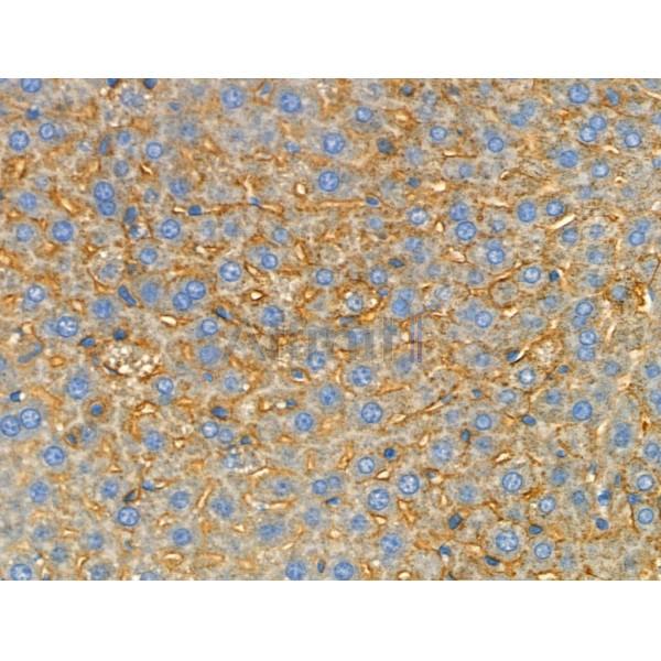 Phospho-Mitofusin 2 (Ser442) Antibody -AF3760