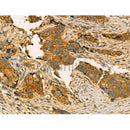 Phospho-EIF3J (Ser127) Antibody -AF3761