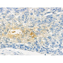 Phospho-XIRP1 (Ser295) Antibody -AF3762