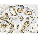 Phospho-Jak2 (Tyr1008) Antibody -AF3763