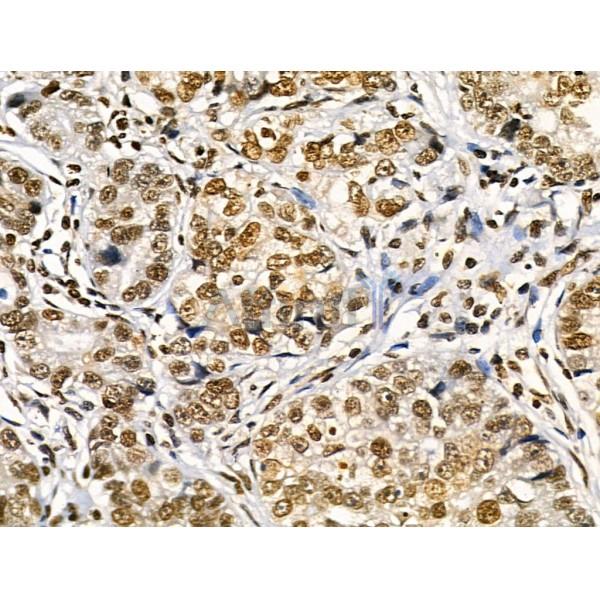 Phospho-Bub1 (Ser459) Antibody -AF3767