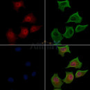 Phospho-FOXO3A (Ser318/Ser321) Antibody -AF3772