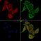 Phospho-MYPT1 (Ser852) Antibody -AF3775