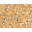 Phospho-MYPT1 (Ser473) Antibody -AF3776