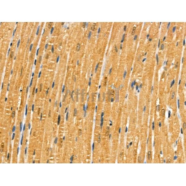 Phospho-MYPT1 (Ser473) Antibody -AF3776