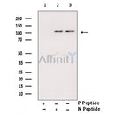 Phospho-MYPT1 (Ser472) Antibody -AF3779