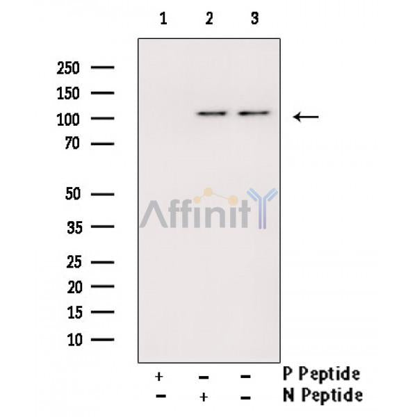 Phospho-MYPT1 (Ser472) Antibody -AF3779