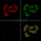 Phospho-SCD1 (Tyr55) Antibody -AF3781