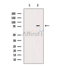 Phospho-DDX3 (Ser102) Antibody -AF3782