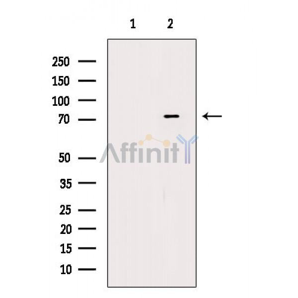 Phospho-DDX3 (Ser102) Antibody -AF3782