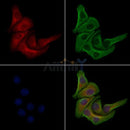 Phospho-PI 3 Kinase p85 beta (Ser605) Antibody -AF3783