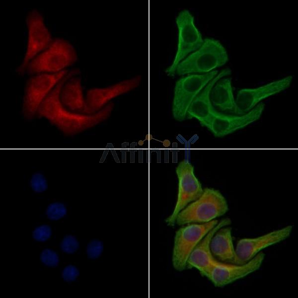 Phospho-PI 3 Kinase p85 beta (Ser605) Antibody -AF3783