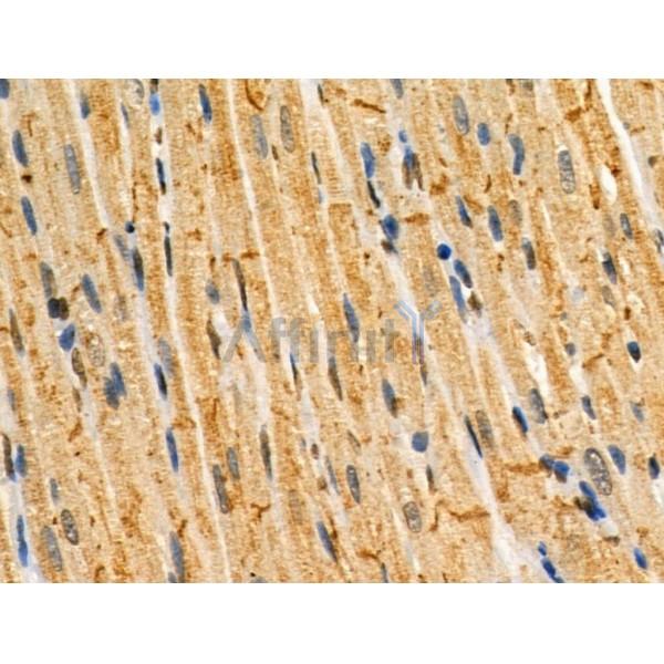 Phospho-DRP1 (Ser548) Antibody -AF3784