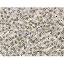 Phospho-eEF2K (Ser491/Ser492) Antibody -AF3785