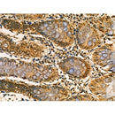 Phospho-SGK1 (Ser78) Antibody -AF3789