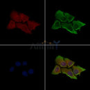 Phospho-CaMK2 alpha (Ser331) Antibody -AF3793
