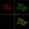 Phospho-CaMK2 alpha (Ser331) Antibody -AF3793