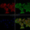 Phospho-p23 (Ser113) Antibody -AF3794