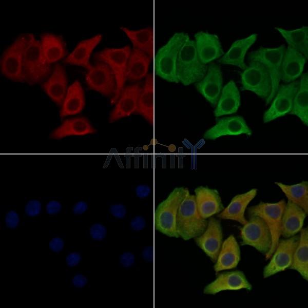 Phospho-p23 (Ser113) Antibody -AF3794