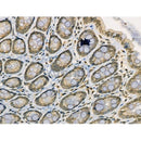 Acetyl-NF?B-p65 (Lys314/315) Antibody -AF3795