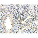 Phospho-NFAT5 (Ser155) Antibody -AF3798