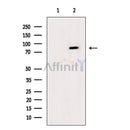 Phospho-IKK alpha/ beta (Ser176/Ser180) Antibody -AF3800