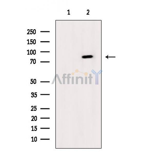 Phospho-IKK alpha/ beta (Ser176/Ser180) Antibody -AF3800