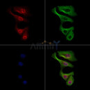 Phospho-MKK3/MKK6 (Thr193/Thr211) Antibody -AF3803