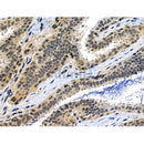 Phospho-MKK3/MKK6 (Ser189/Ser207) Antibody -AF3804