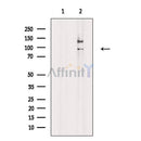 Phospho-RSK1 p90 (Thr359/Ser363) Antibody -AF3809
