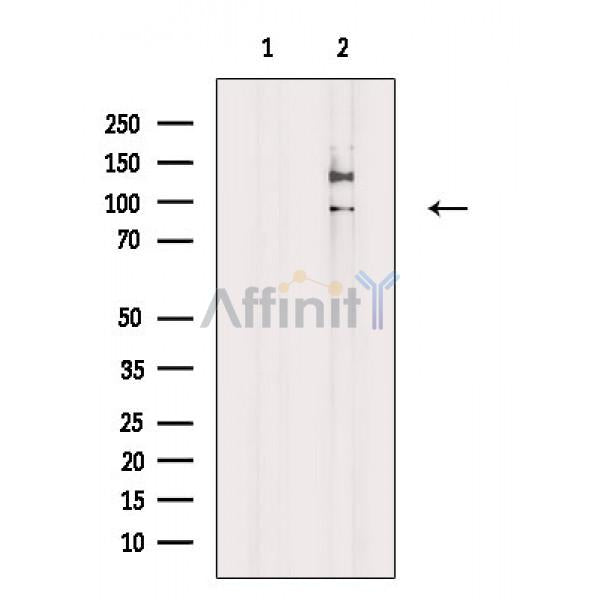 Phospho-RSK1 p90 (Thr359/Ser363) Antibody -AF3809