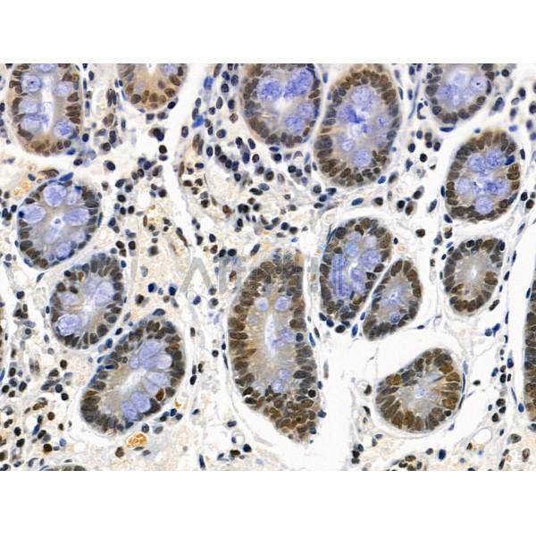 Phospho-RSK1/2/3/4 (Ser221/Ser227/Ser218/Ser232) Antibody -AF3810