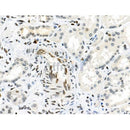 Phospho-RSK1 p90 (Thr348) Antibody -AF3811