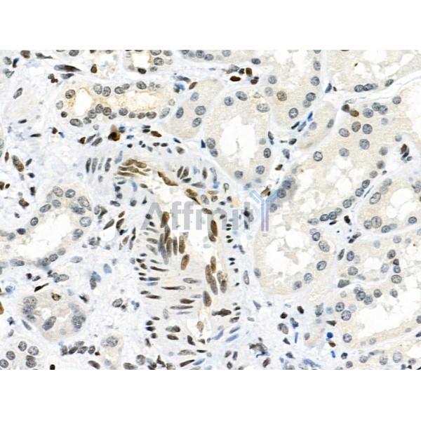 Phospho-RSK1 p90 (Thr348) Antibody -AF3811