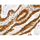 Phospho-JIP1 (Thr205) Antibody -AF3812