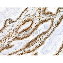 Phospho-JIP1 (Thr103) Antibody -AF3813