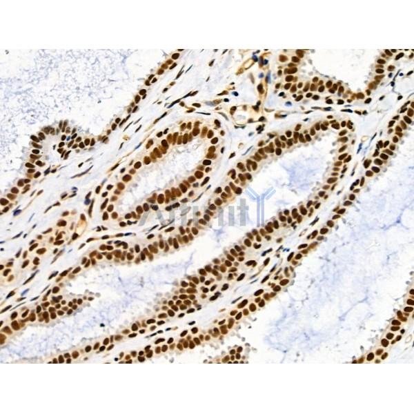 Phospho-JIP1 (Thr103) Antibody -AF3813