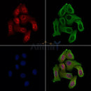 Phospho-WEE1 (Ser123) Antibody -AF3815