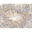 Phospho-53BP1 (Thr543) Antibody -AF3817