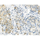 Phospho-p57 Kip2 (Thr310) Antibody -AF3819