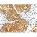Phospho-alpha 1 Catenin (Ser655/Thr658) Antibody -AF3820
