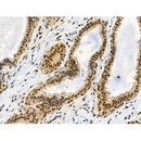 Phospho-HSF1 (Ser326) Antibody -AF3821