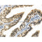 Phospho-EZH2 (Ser21) Antibody -AF3822