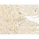 Phospho-BCKDHA (Ser292/Ser337) Antibody -AF3826