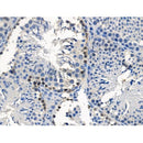 Phospho-Smad7 (Ser249) Antibody -AF3827