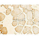 Phospho-MLC2 (Ser19) Antibody -AF3829