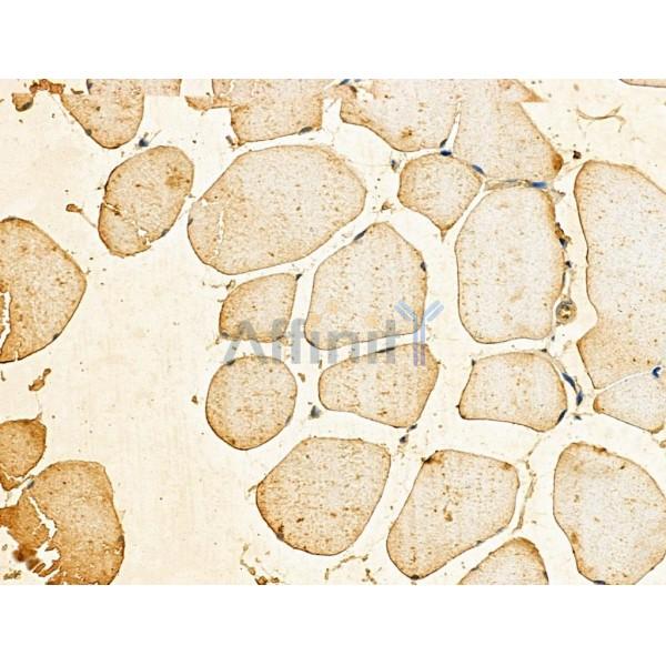 Phospho-MLC2 (Ser19) Antibody -AF3829